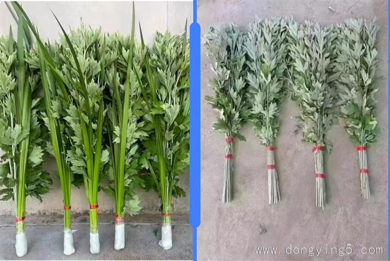 鲜艾草可以团购